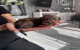 Miniature Dachshund dogs for sale: Miniature long-haired dachshunds - Image 1