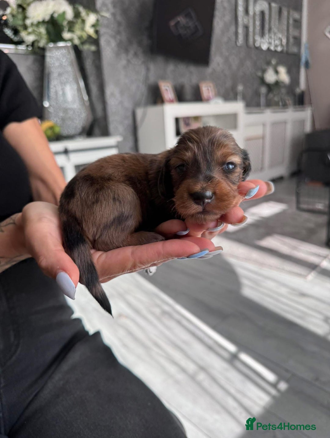 Miniature Dachshund dogs for sale: Miniature long-haired dachshunds - Image 1
