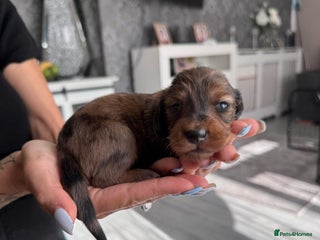 Miniature Dachshund dogs - Advert 8
