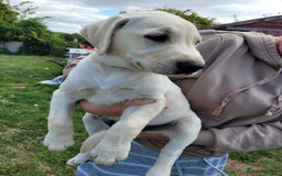 Labrador Retriever dogs for sale: Kc registered Labrador puppie ready to leave - Image 7