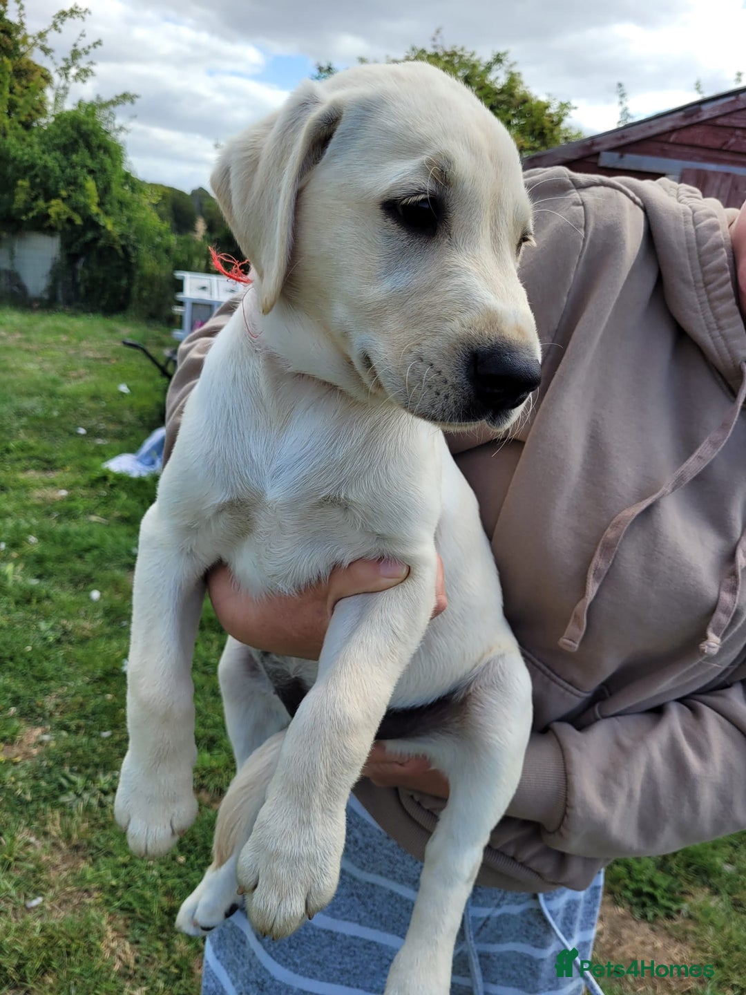 Labrador Retriever dogs for sale: Kc registered Labrador puppie ready to leave - Image 7