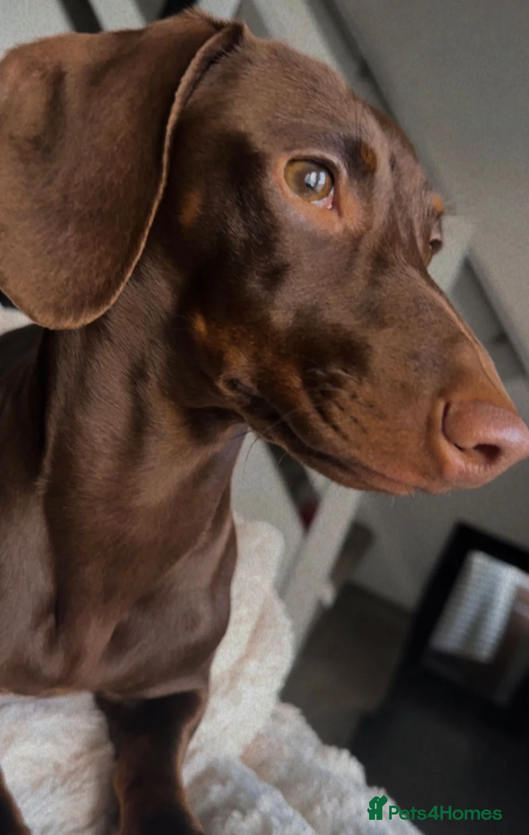 Dachshund dogs for sale: Dash hound puppies - Advert 1