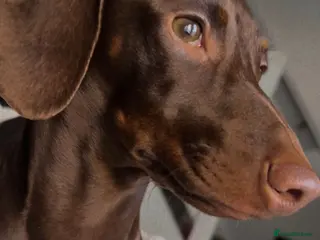 Dachshund dogs Dash hound puppies - Advert 5