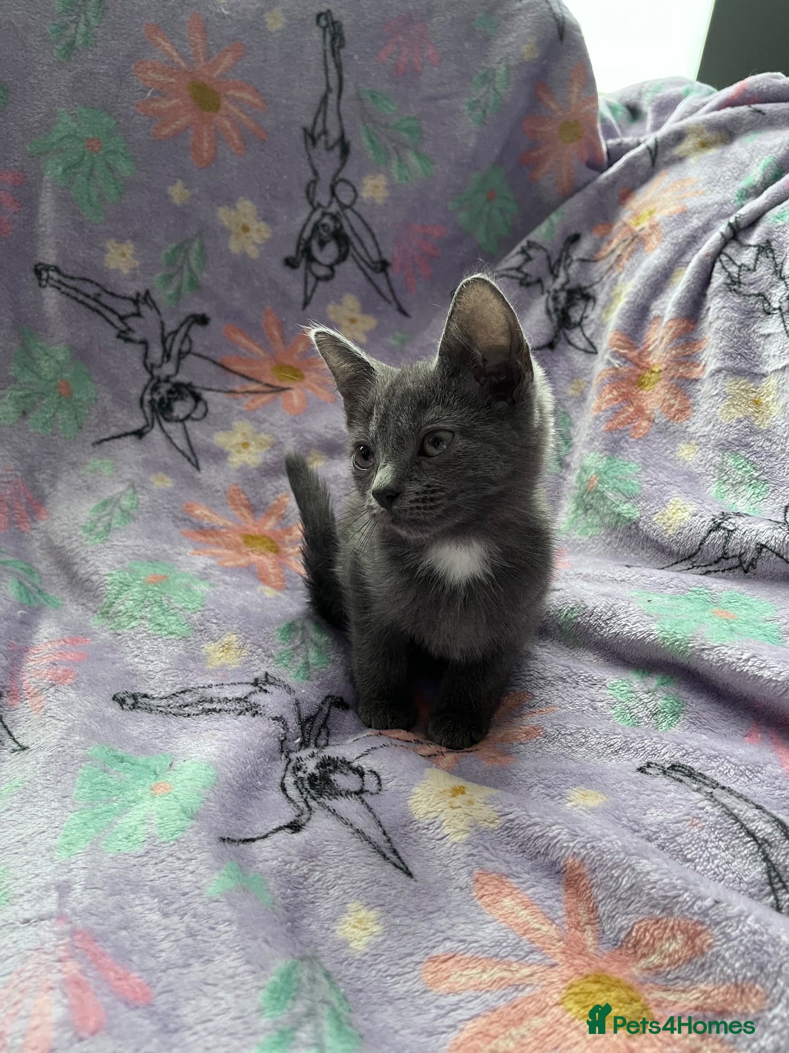 Russian Blue cats for sale: Female Blue Kitten  - Advert 1
