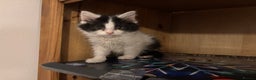Mixed Breed cats for sale: Five semi long haired kittens available now - Advert 13