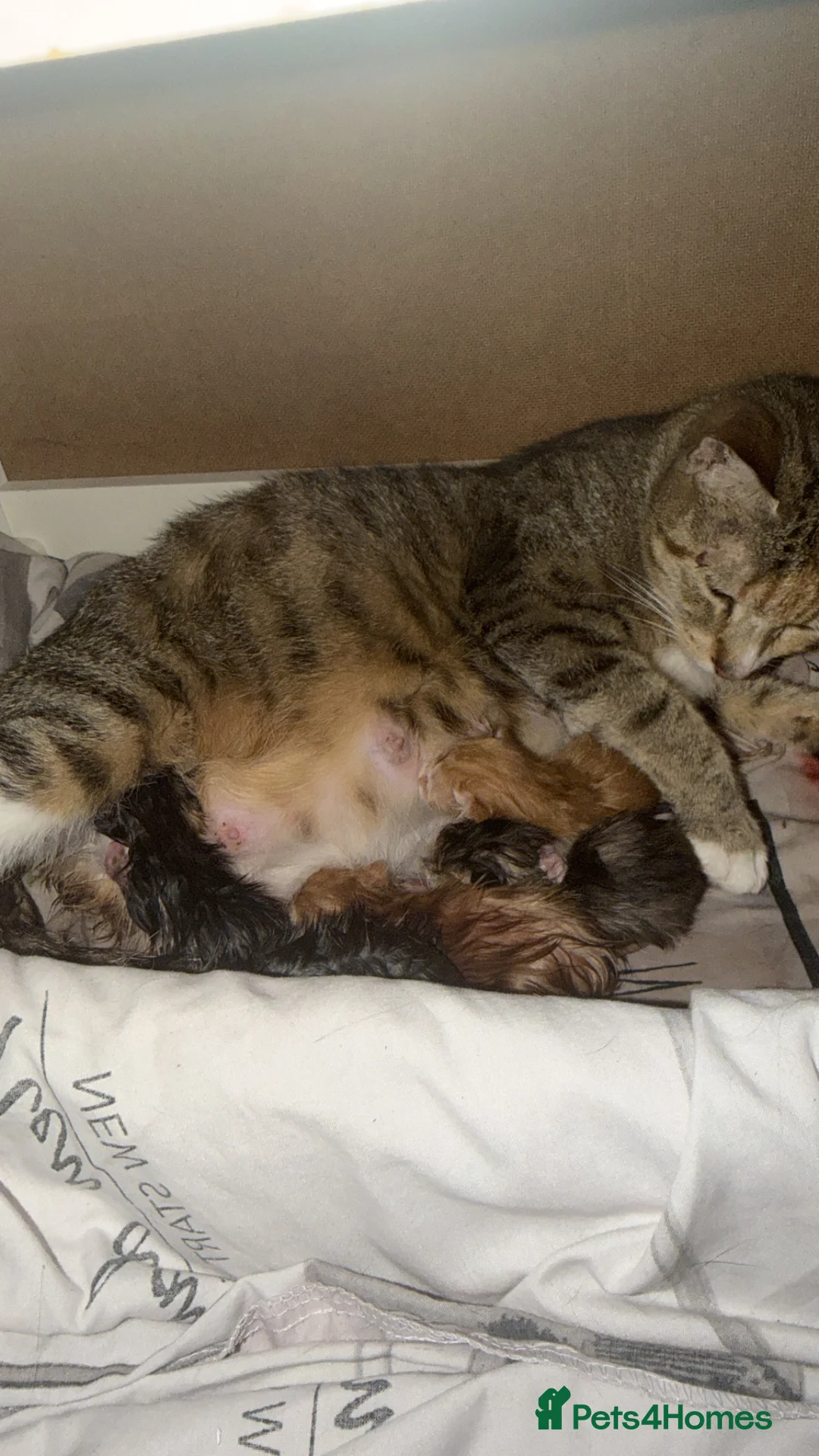 British Shorthair cats for sale: 8 gorgeous British short hair kittens - Advert 1