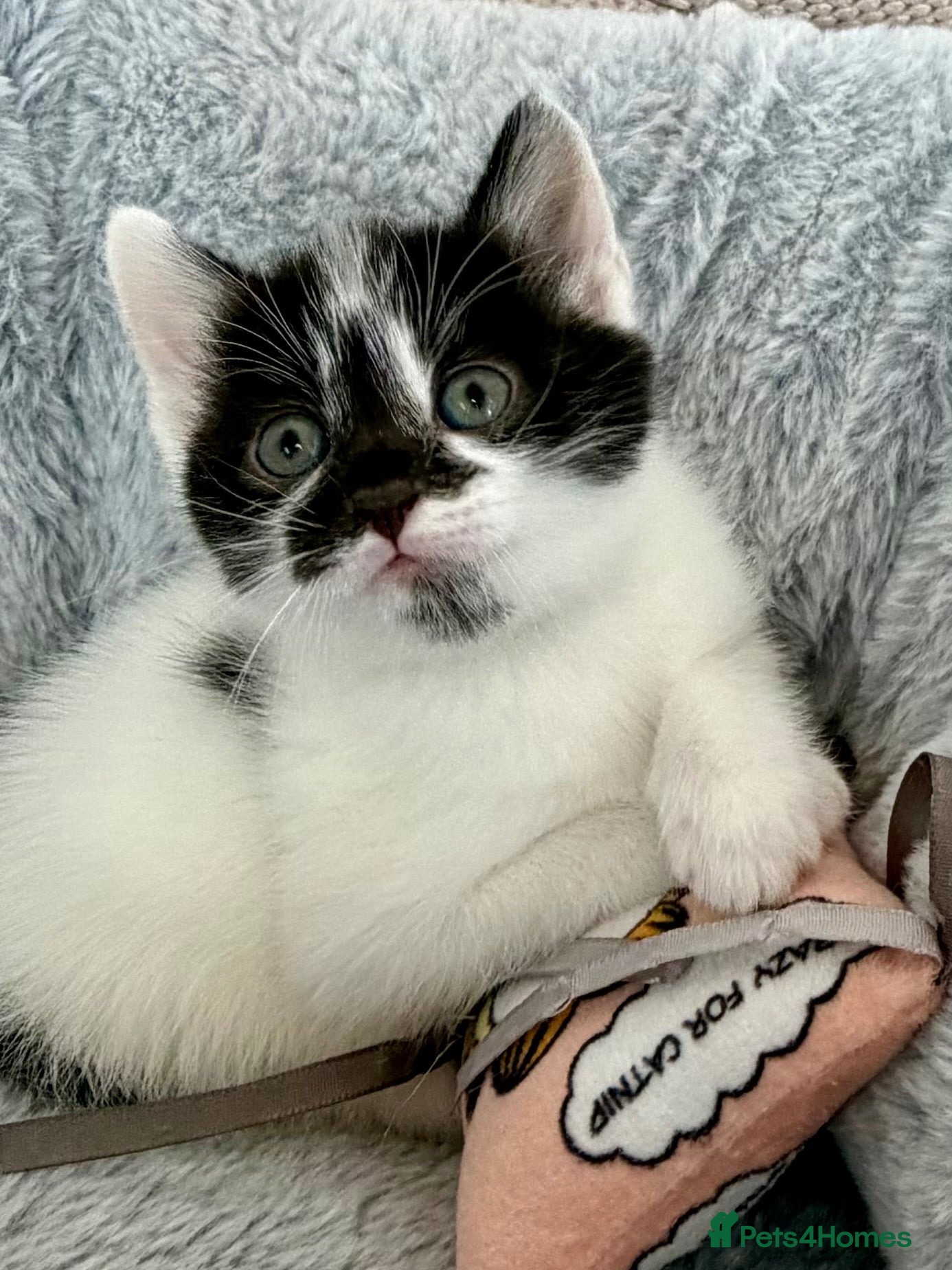 Mixed Breed cats Gorgeous, lovely Tabby kittens looking for home💕 - Advert 2