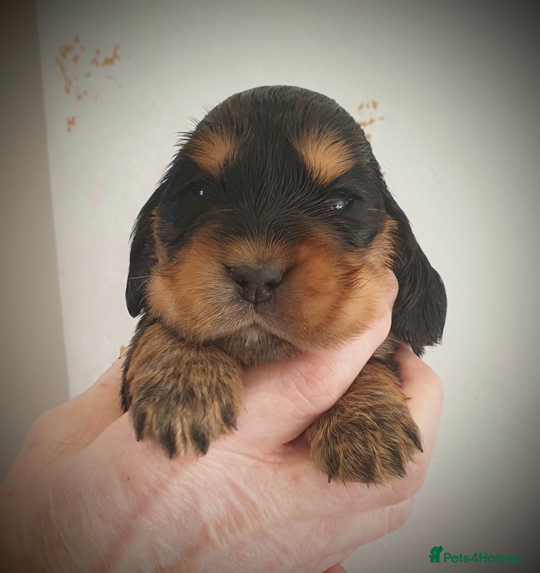 Cocker Spaniel dogs K.C Show line Cocker Spaniel puppies  - Advert 1