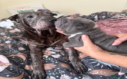 Shar Pei dogs for sale: Blue & White Shar pei  - Image 6