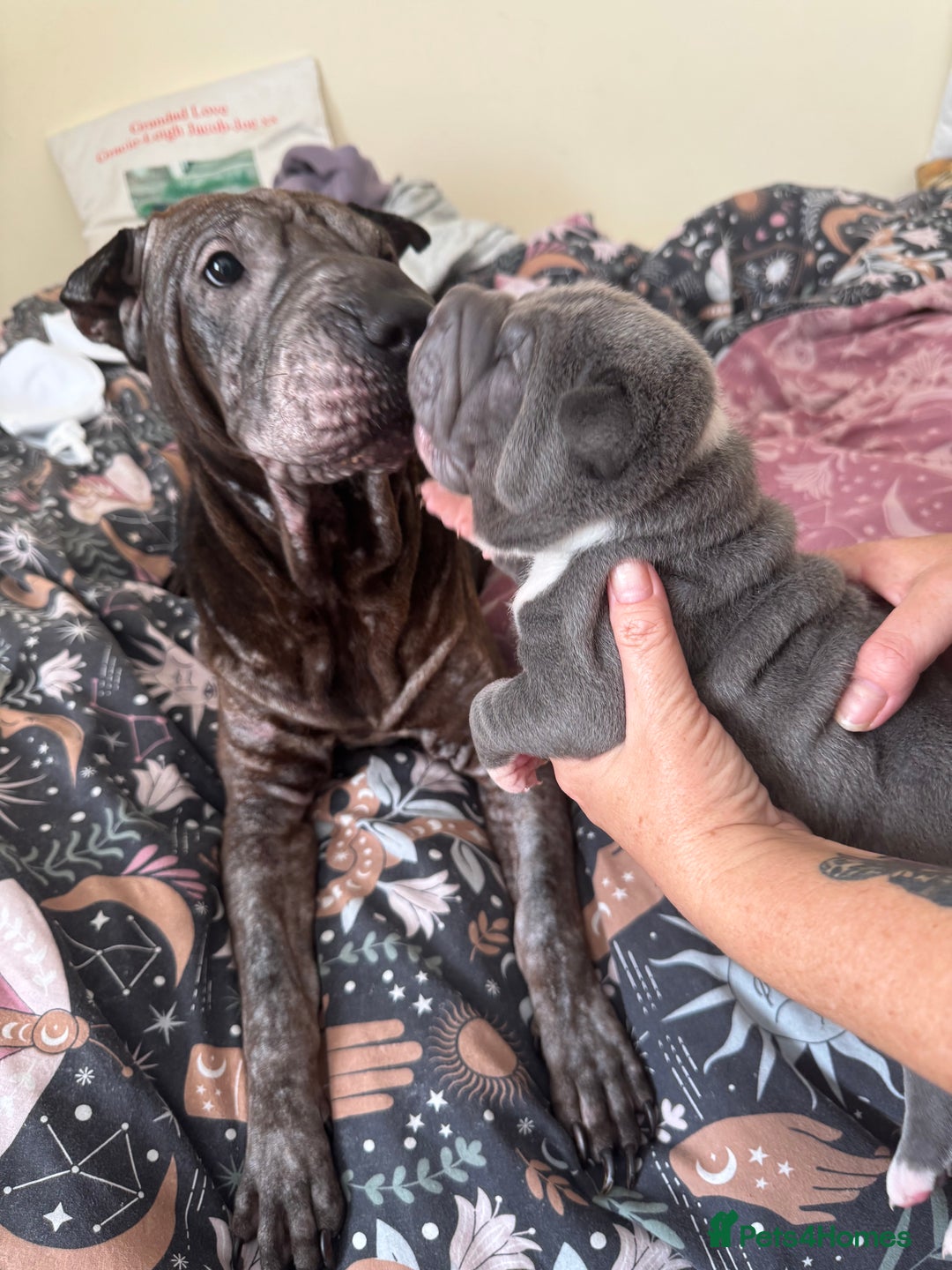 Shar Pei dogs for sale: Blue & White Shar pei  - Image 6
