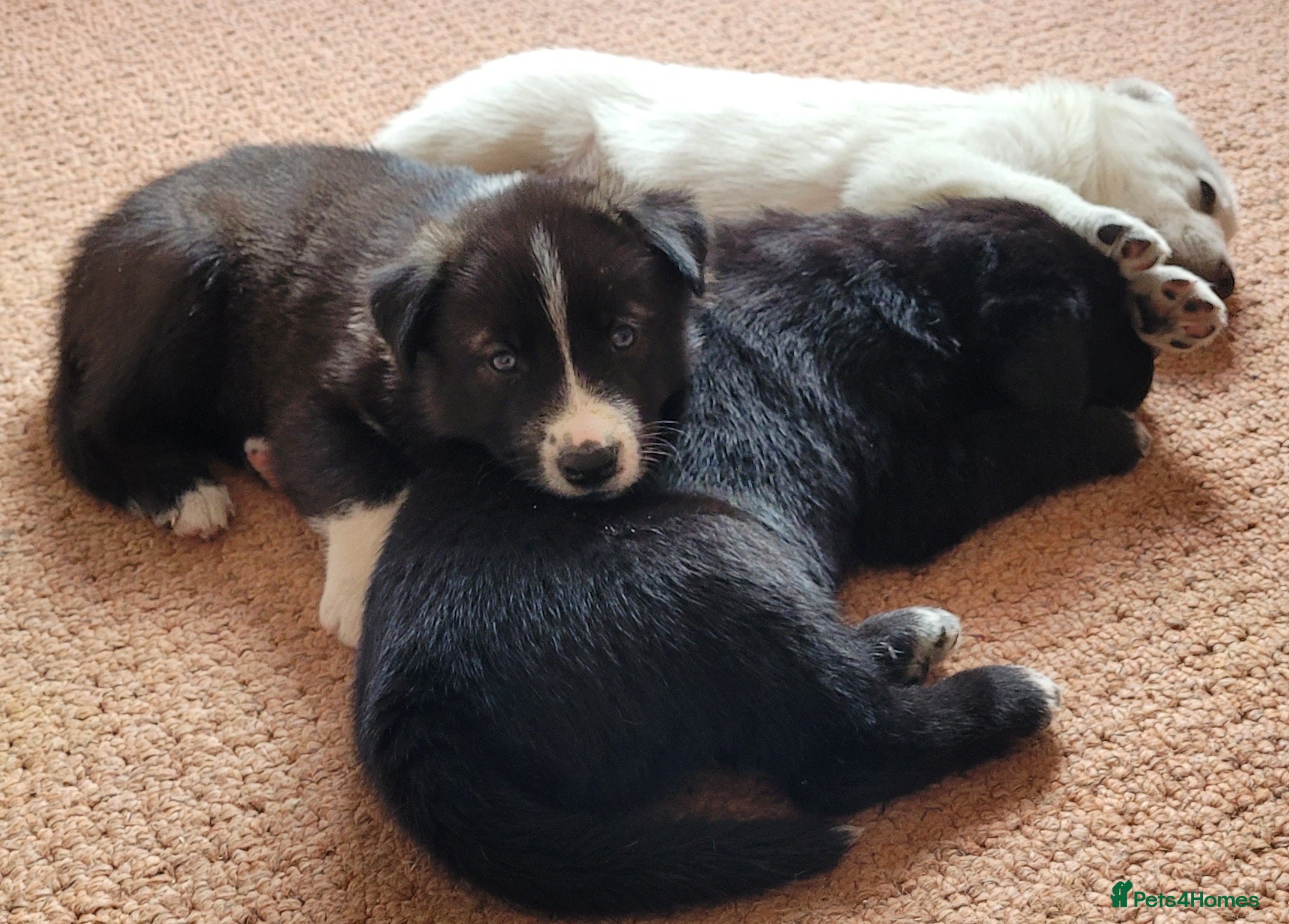 Mixed Breed dogs Husky Cross Puppies - Advert 4