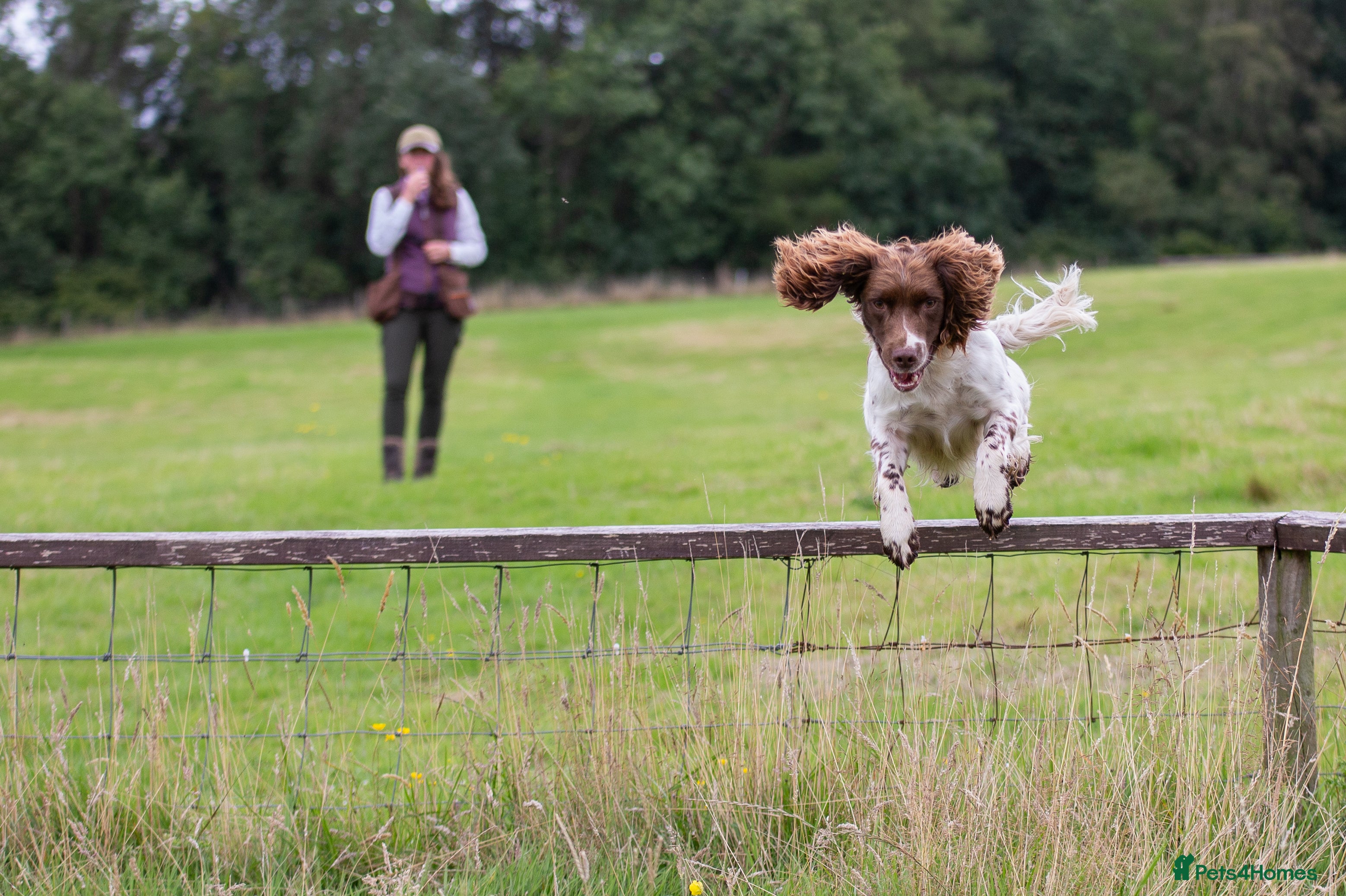 English Springer Spaniel dogs DNA Tested & Hip/Elbow scored Springer - Bryn in Carmarthen - Advert 7