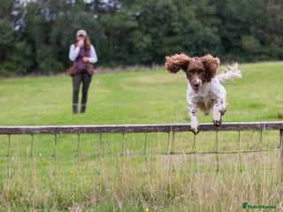 English Springer Spaniel dogs DNA Tested & Hip/Elbow scored Springer - Bryn in Carmarthen - Advert 7