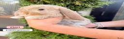 French Lop rabbits for sale: 4 beautiful French Lops left! ❤️ - Advert 1