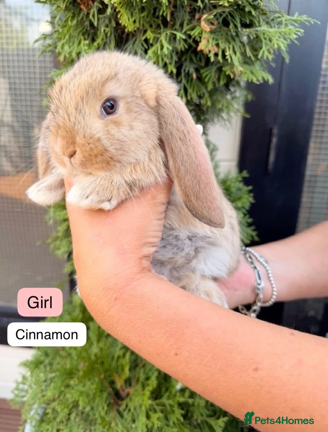 French Lop rabbits for sale: 4 beautiful French Lops left! ❤️ - Advert 1