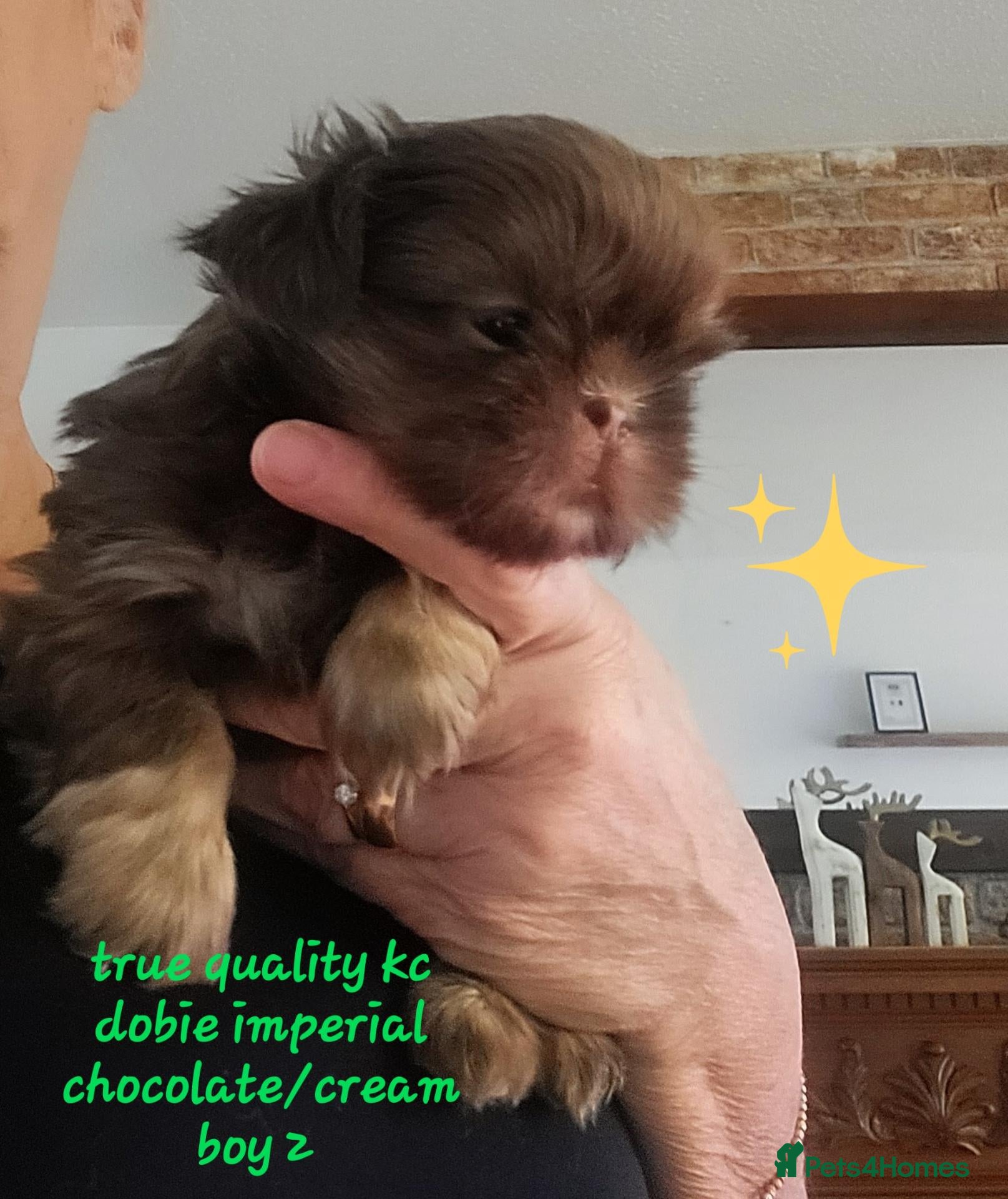 Shih Tzu dogs for sale: Quality dobie kc Imperial shih tzu  - Advert 13