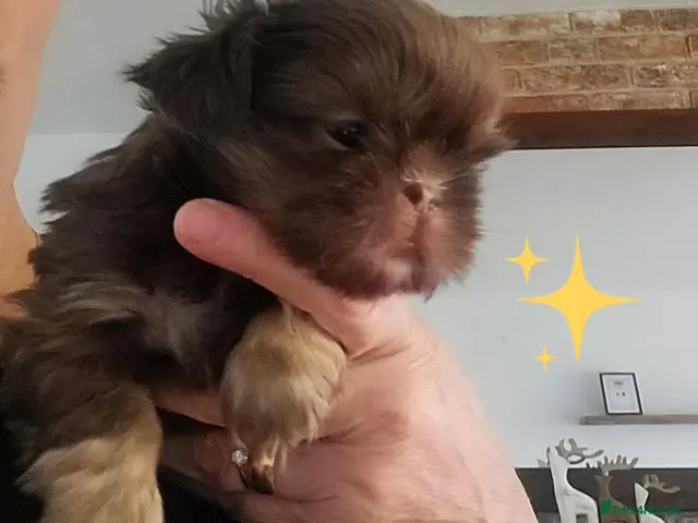 Shih Tzu dogs for sale: Quality dobie kc Imperial shih tzu - Advert 13