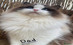 Ragdoll cats for sale: 4 Precious tica Ragdoll girls - Image 11