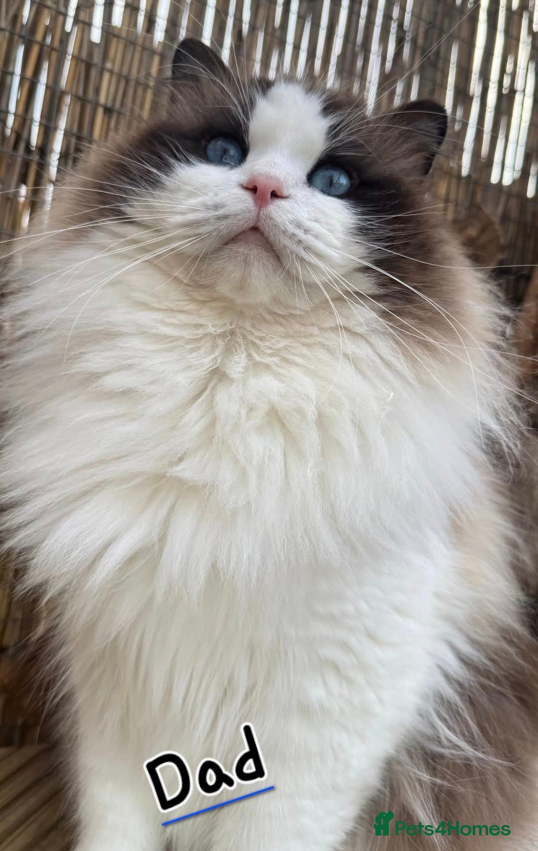 Ragdoll cats for sale: 4 Precious tica Ragdoll girls - Image 11