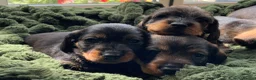 Miniature Dachshund dogs for sale: Miniature Wire haired Dachshund  - Advert 17