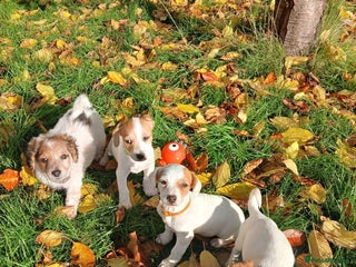 Jack Russell dogs - Advert 32