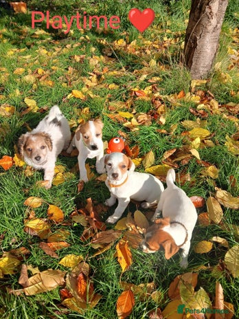 Jack Russell dogs - Advert 11