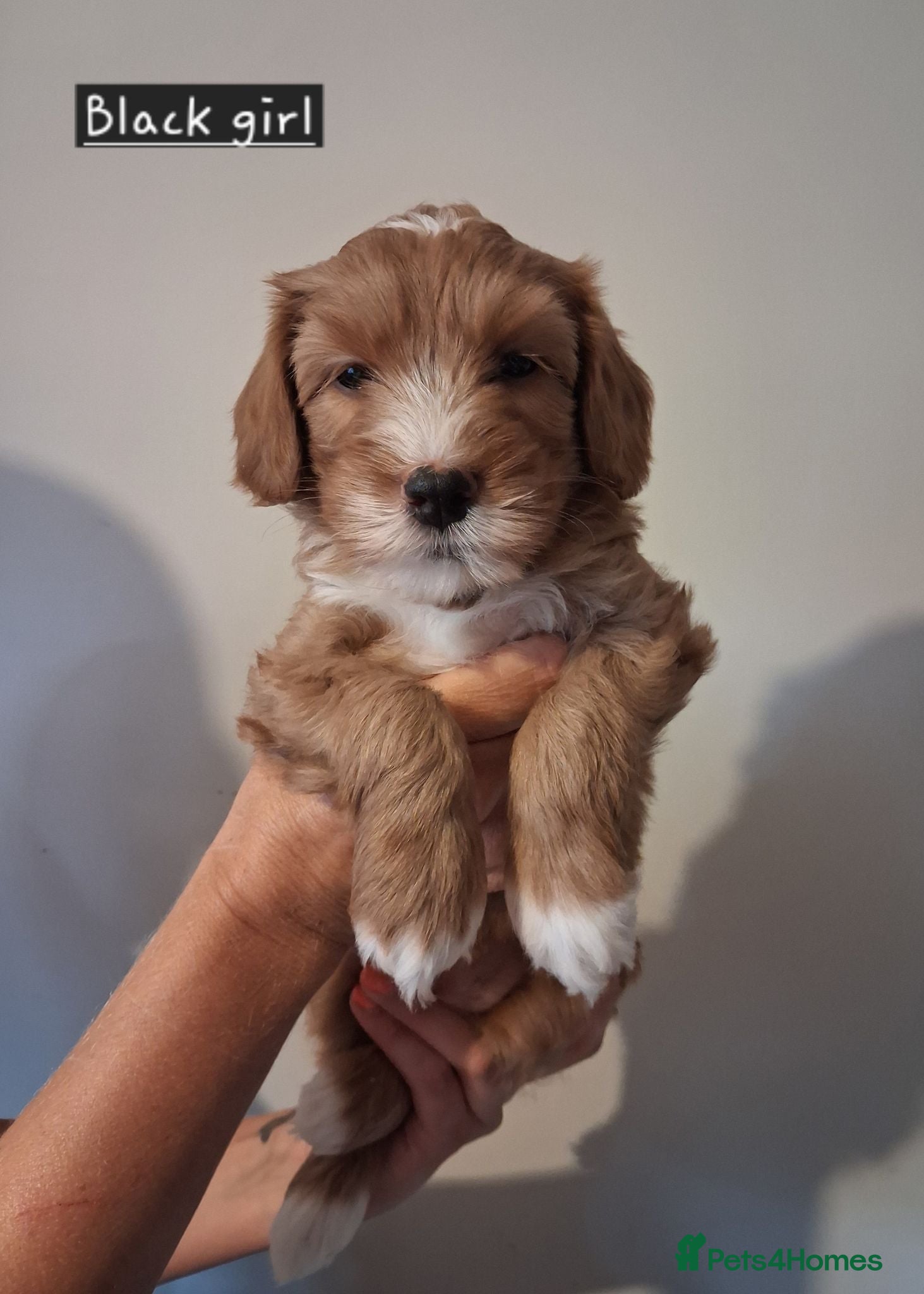 Australian Labradoodle dogs DNA health tested mini Australian labradoodles  - Advert 1