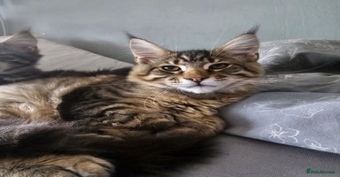 Maine Coon cats - Advert 7