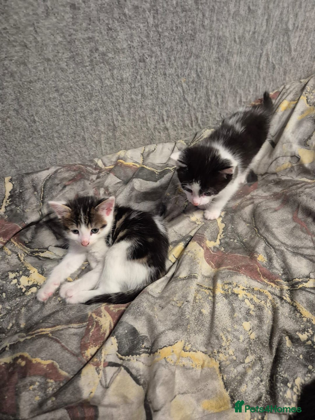 Mixed Breed cats for sale: Friendly kitten - Advert 8