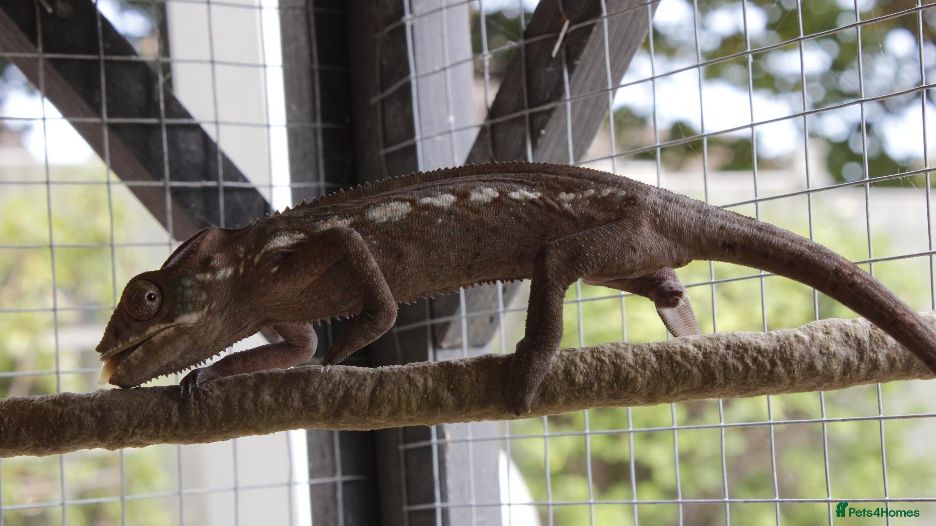 Chameleon reptiles Female Ambilobe Panther Chameleons  - Advert 24