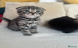 Mixed Breed cats for sale: Scottish fold mixed breed - Image 9
