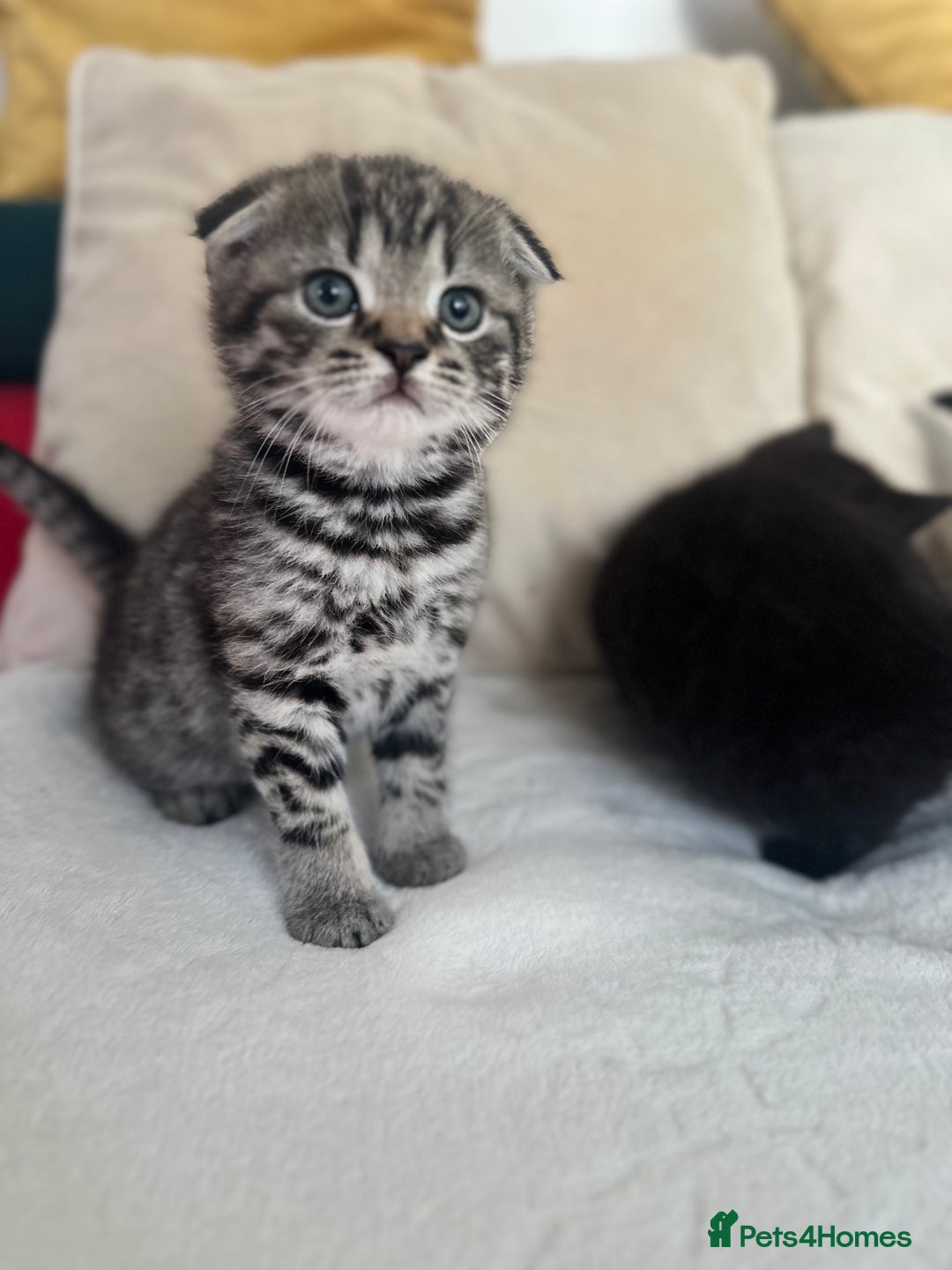 Mixed Breed cats for sale: Scottish fold mixed breed - Image 9
