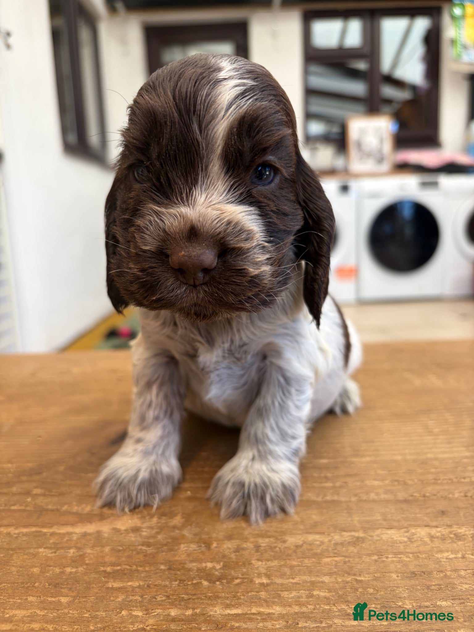 Cocker Spaniel dogs 3 left available Serbia import lines SHOW cockers  - Advert 15