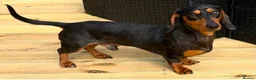 Chiweenie dogs for sale: Chiweenies Puppys - Advert 2