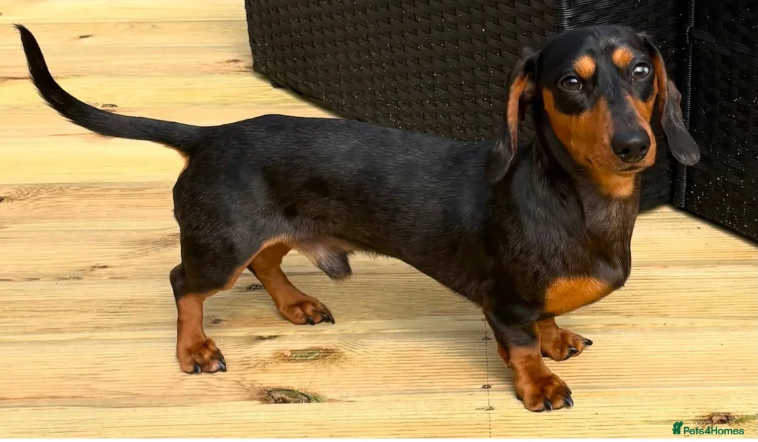 Chiweenie dogs for sale: Chiweenies Puppys - Advert 2