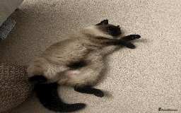 Siamese cats for sale: oft and Sweet cat to adoption for £0 - Image 3