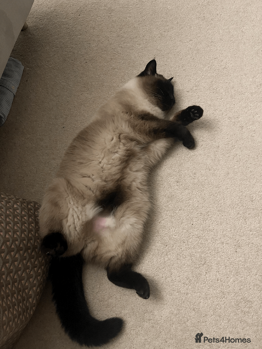 Siamese cats for sale: oft and Sweet cat to adoption for £0 - Image 3
