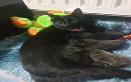 Domestic Shorthair cats for sale: Beautiful Domestic Short-haired kittens - Image 13