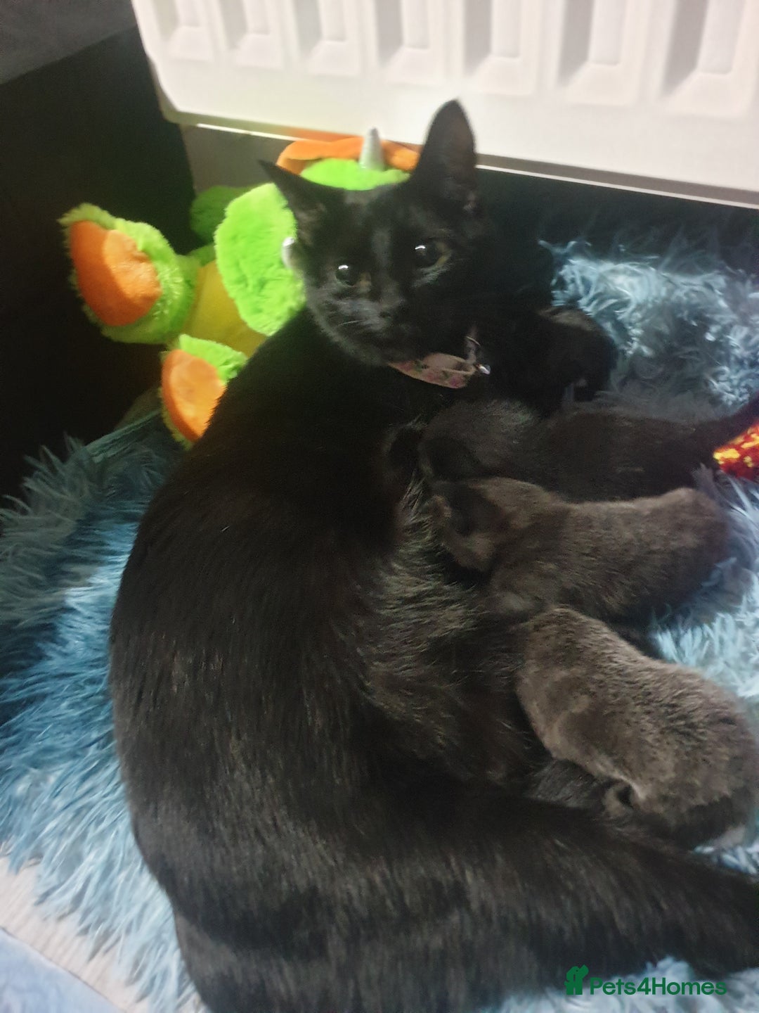 Domestic Shorthair cats for sale: Beautiful Domestic Short-haired kittens - Image 13