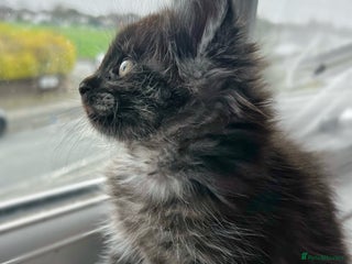 Maine Coon cats Maine coon kittens blue silver smoke rare colours - Advert 15