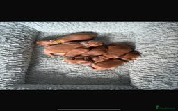 Cocker Spaniel dogs for sale: 🐶Cocker Spaniel Pups Looking for Forever Family🐶 - Image 14