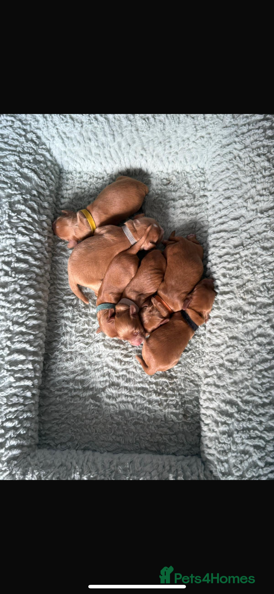 Cocker Spaniel dogs for sale: 🐶Cocker Spaniel Pups Looking for Forever Family🐶 - Image 14