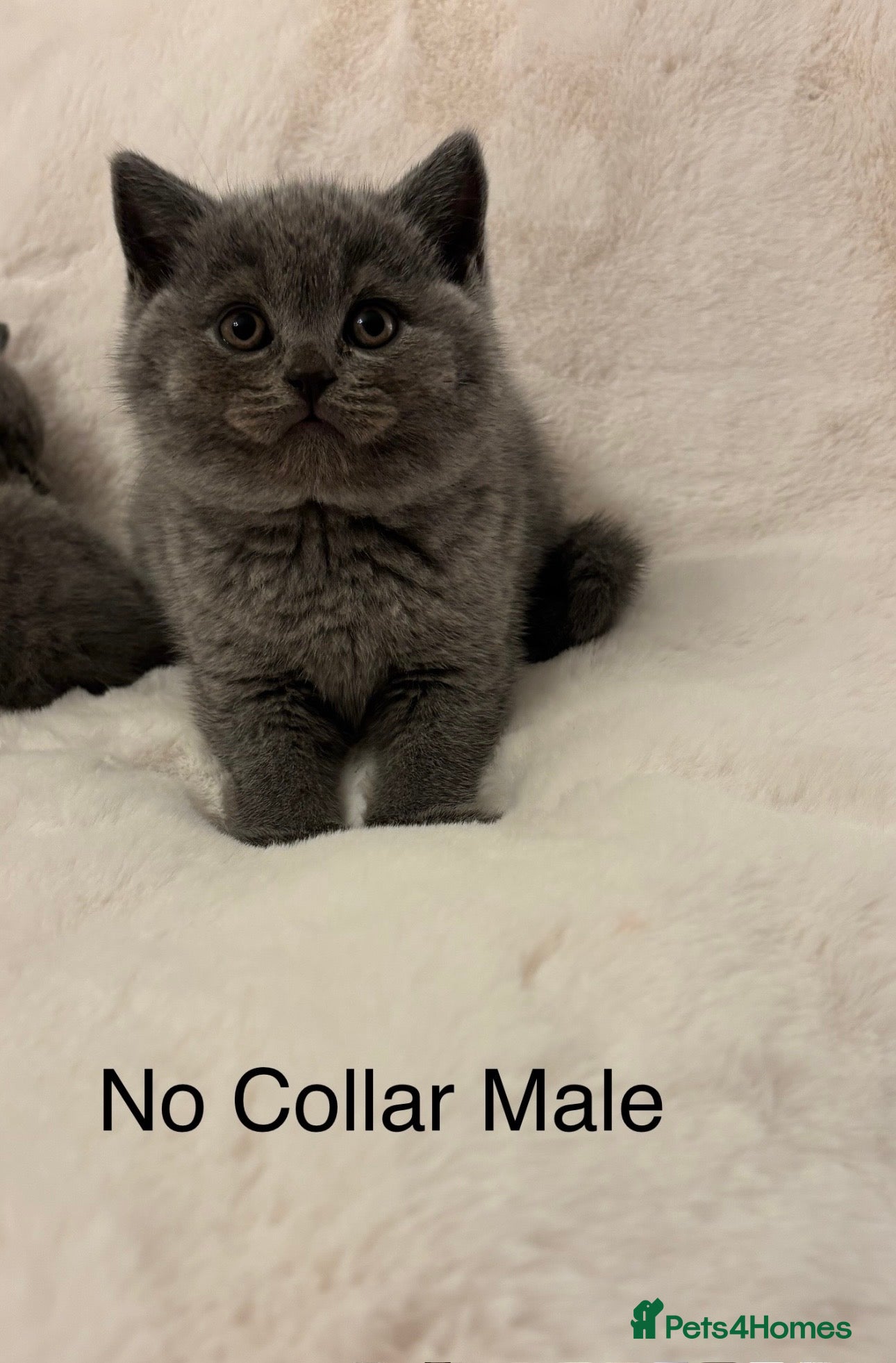 British Shorthair cats Chunky Blue Male BSH kittens  - Advert 2
