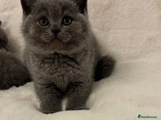 British Shorthair cats Chunky Blue Male BSH kittens - Advert 6