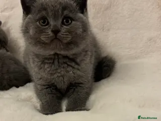 British Shorthair cats Chunky Blue Male BSH kittens - Advert 9