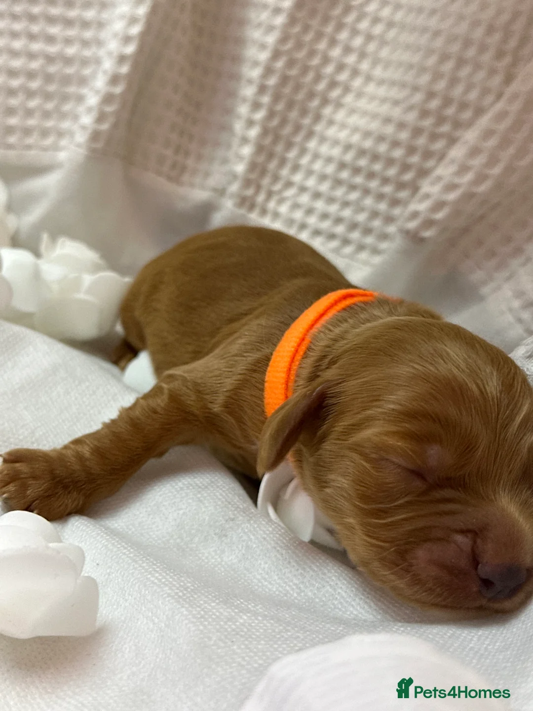 Cocker Spaniel dogs for sale: Stunning Cocker Spaniel puppies - Advert 5