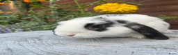 Mini Lop rabbits for sale: Mini lop bucks  ready to go now  - Advert 8