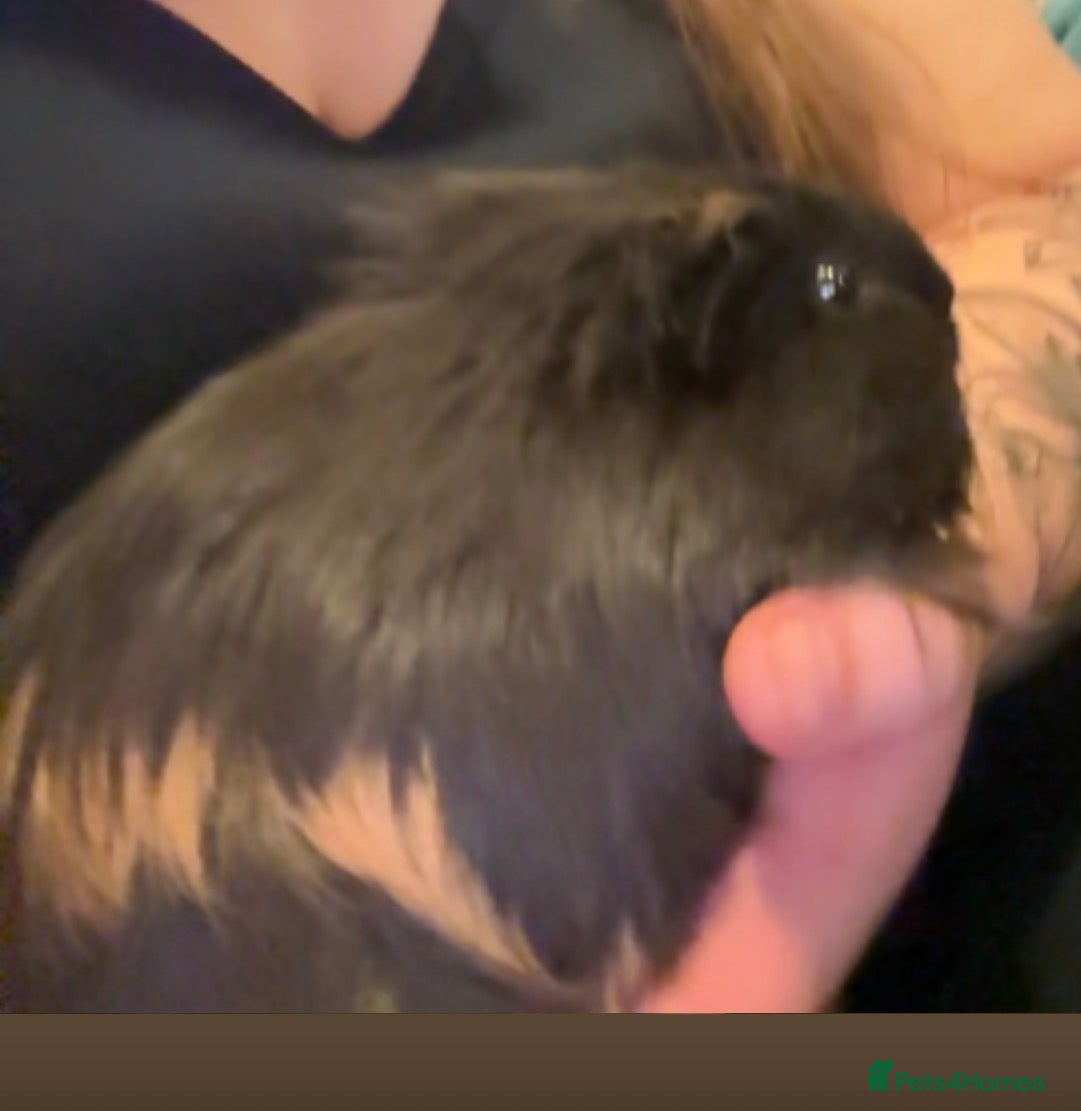 Guinea Pig rodents Male guinea pig ready whenever  - Advert 1