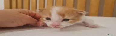 Chedder