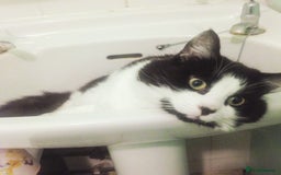 Mixed Breed cats for sale: 11 Year Old Cat For Adoption - Image 2